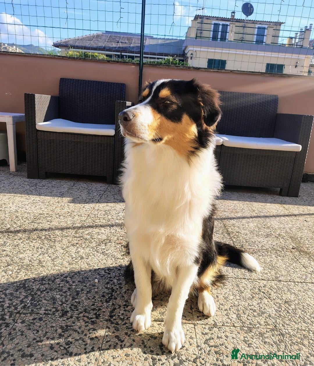 Australian Shepherd cani Cucciola pastore australiano  - Annuncio 1
