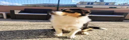 Australian Shepherd cani in regalo: Cucciola pastore australiano  - Annuncio 1
