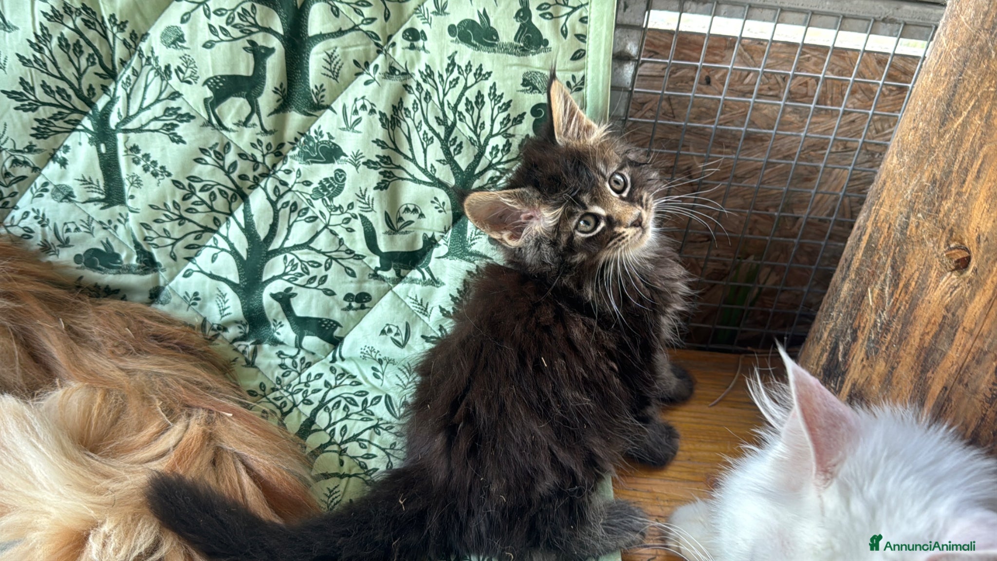 Maine Coon gatti in vendita: Cucciolo maine coon castano bellissimo  - Annuncio 18