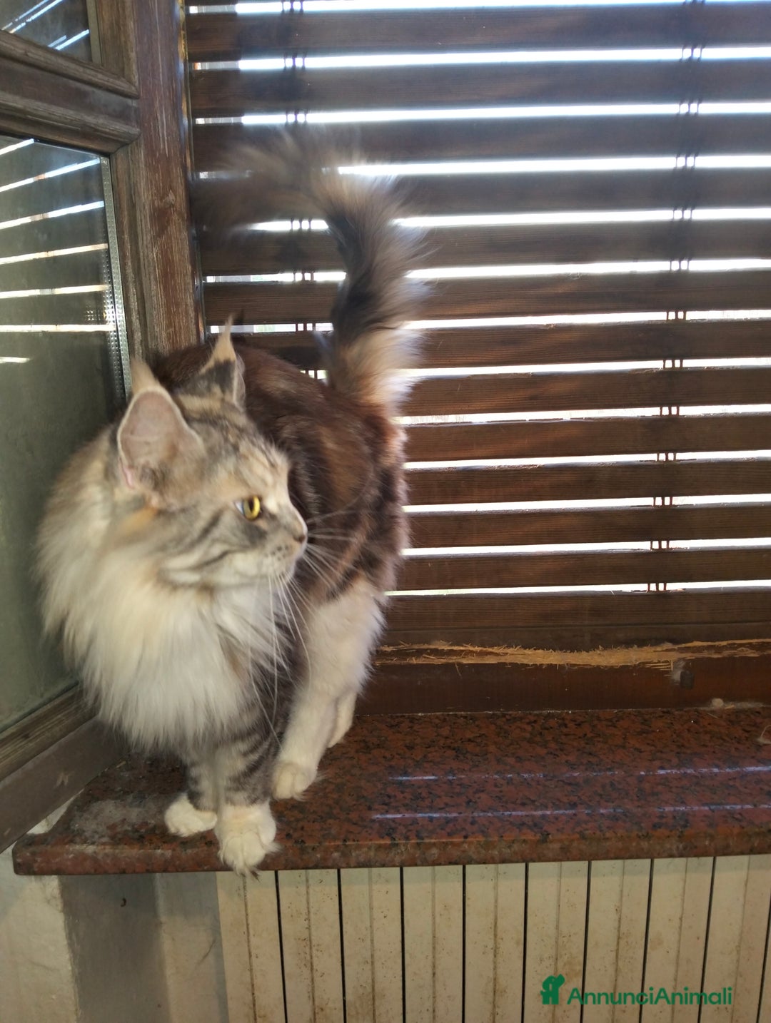 Maine Coon gatti in vendita: Maine coon - Annuncio 5