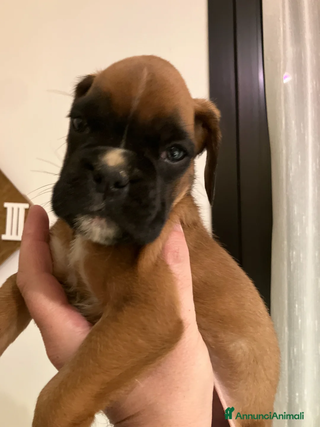 Boxer cani in vendita: cuccioli di BOXER a Provincia di Piacenza - Annuncio 2