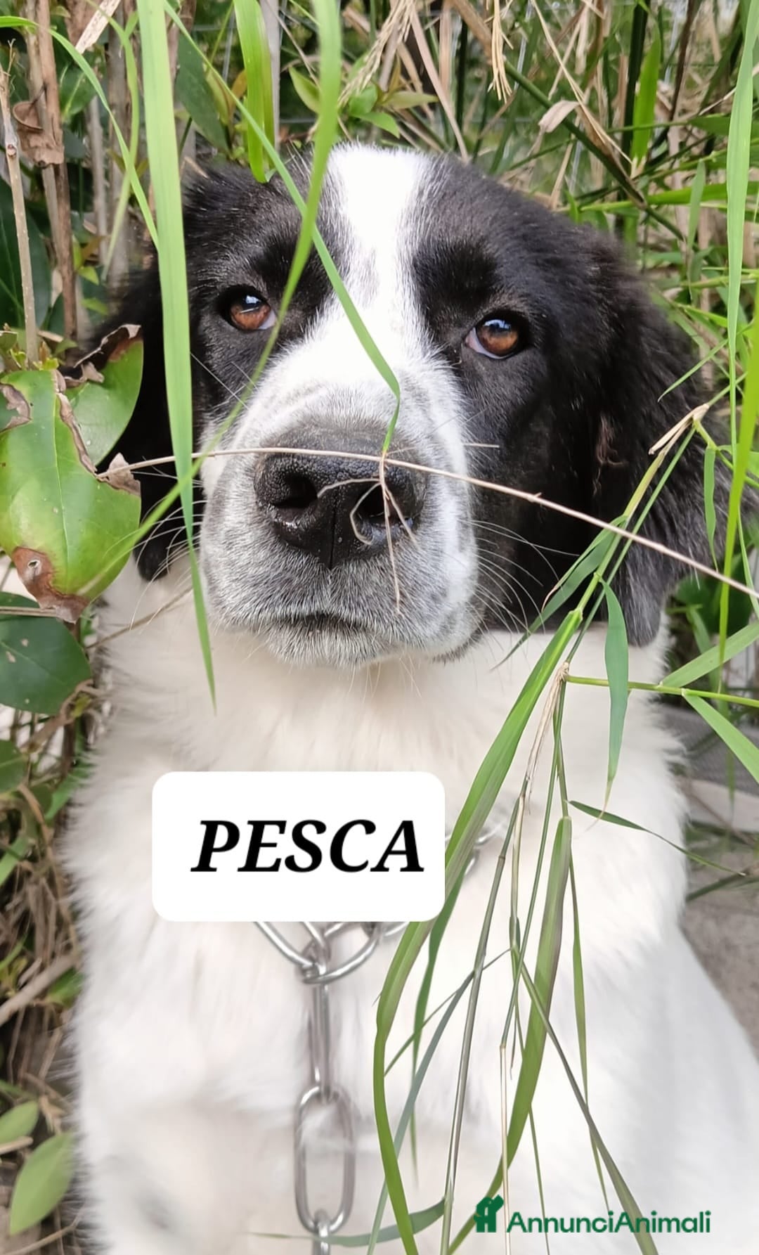 Meticcio cani in regalo: Pesca bella dolce tranquilla - Annuncio 7