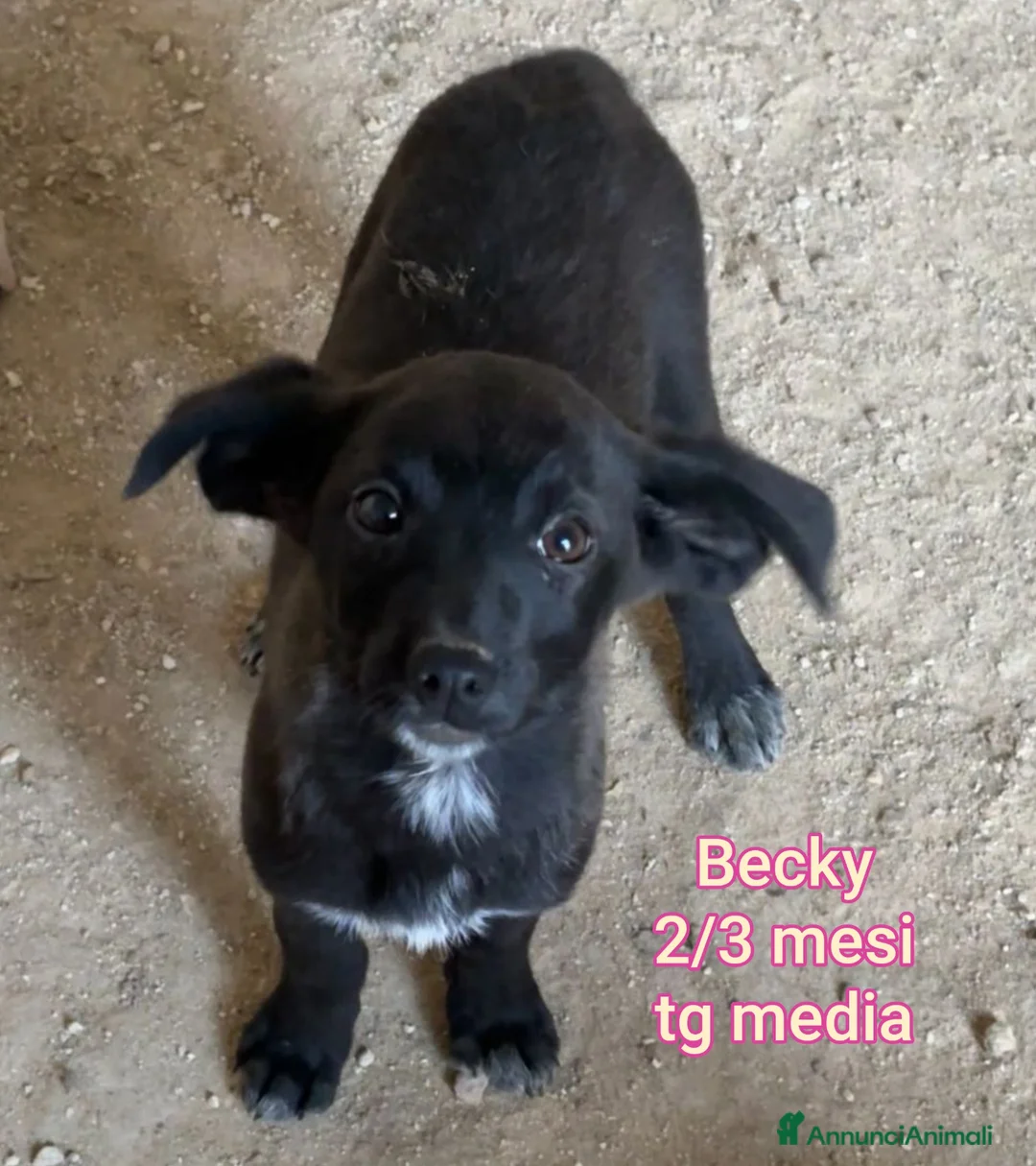 Meticcio cani in regalo: CUCCIOLI TENERISSIMI SENZA CASA - Annuncio 11