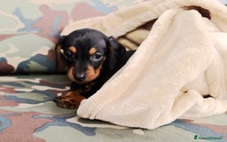 Bassotto cani in vendita: Bassotti - Immagine 4
