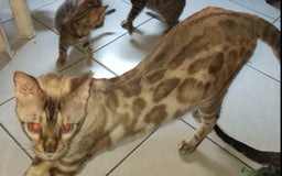 Bengala gatti in vendita: Gatto del Bengala femminuccia  a Provincia di Teramo - Immagine 3