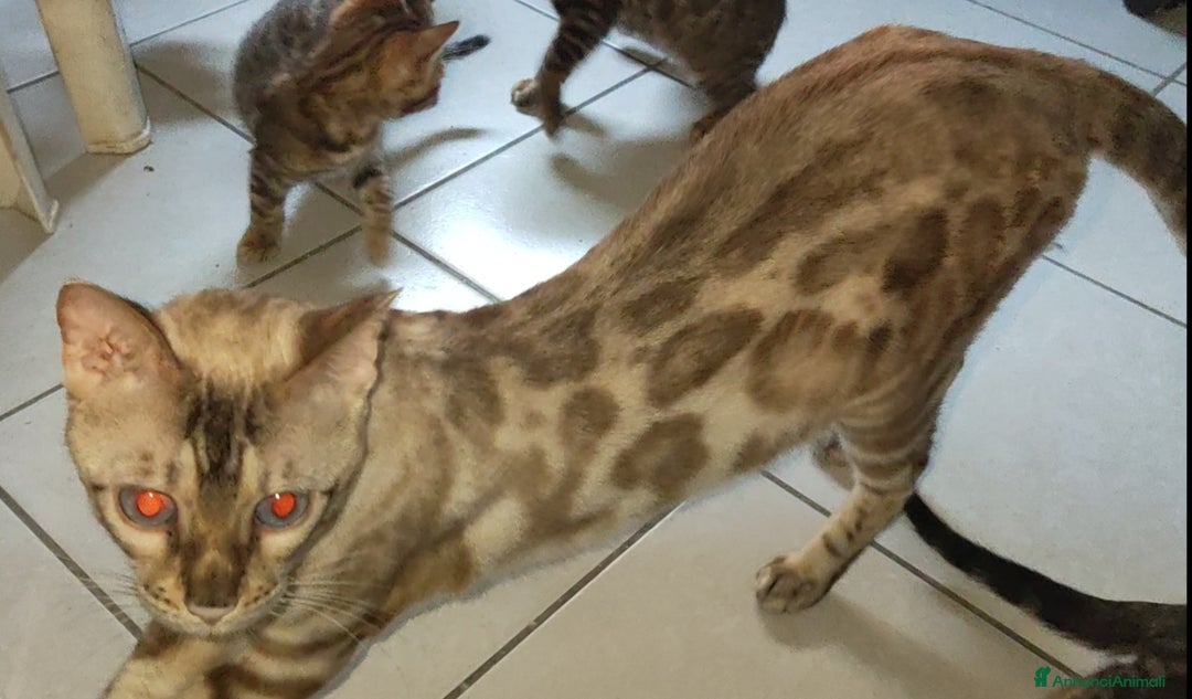 Bengala gatti in vendita: Gatto del Bengala femminuccia  a Provincia di Teramo - Immagine 3