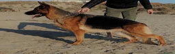 Pastore Tedesco cani in vendita: Stupendi cuccioli di Pastore Tedesco  - Annuncio 4