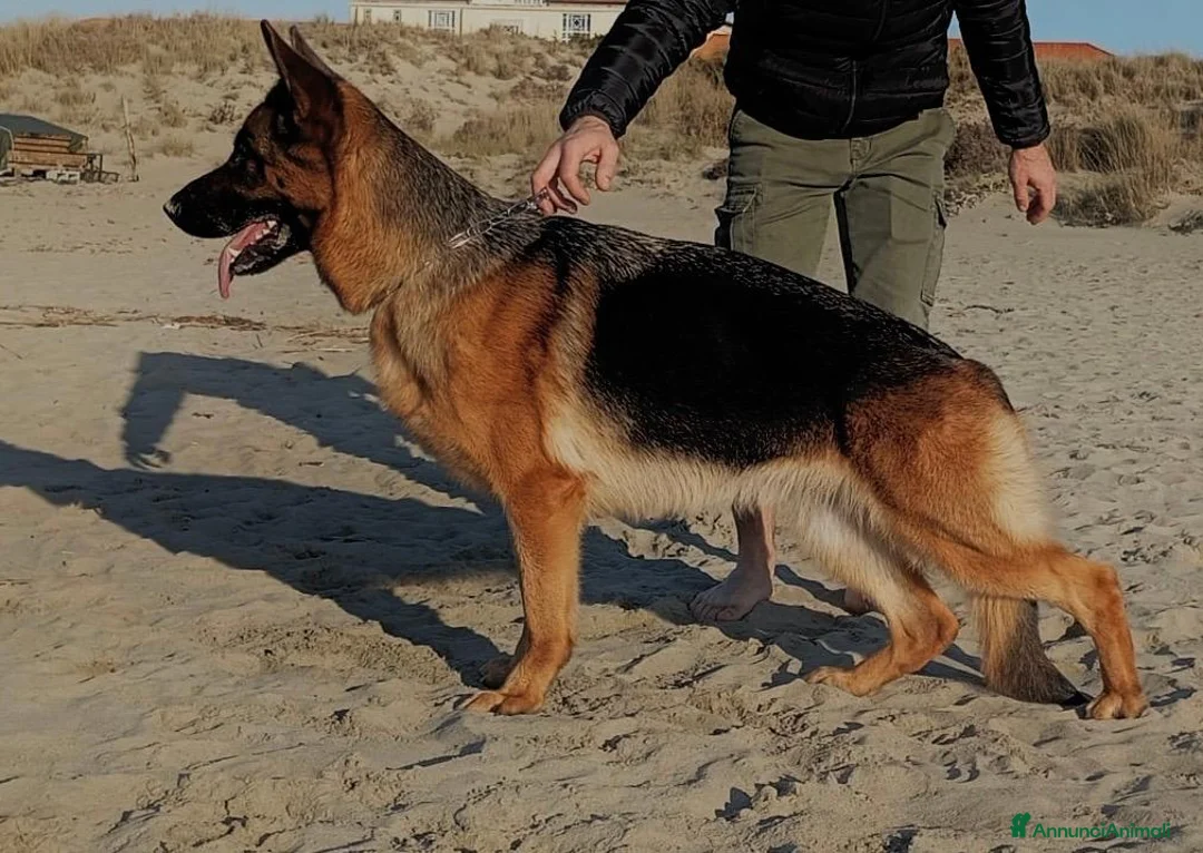 Pastore Tedesco cani in vendita: Stupendi cuccioli di Pastore Tedesco  - Annuncio 4