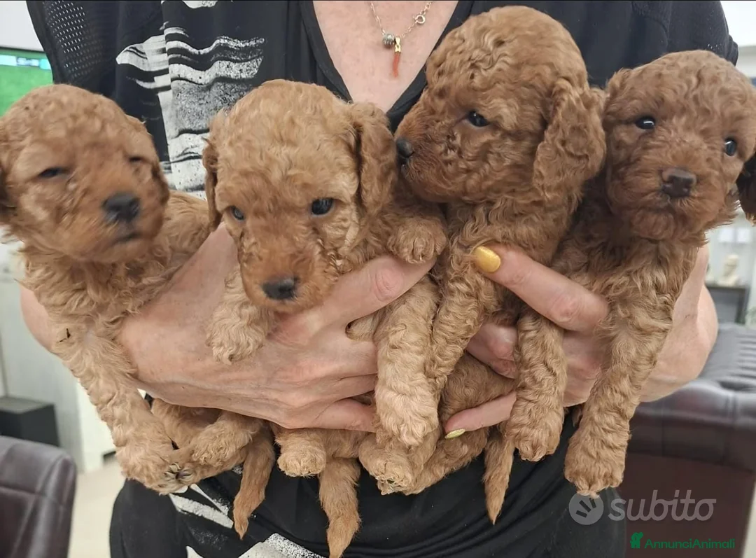Barboncino Toy cani in vendita: Barboncini fulvi  - Annuncio 1