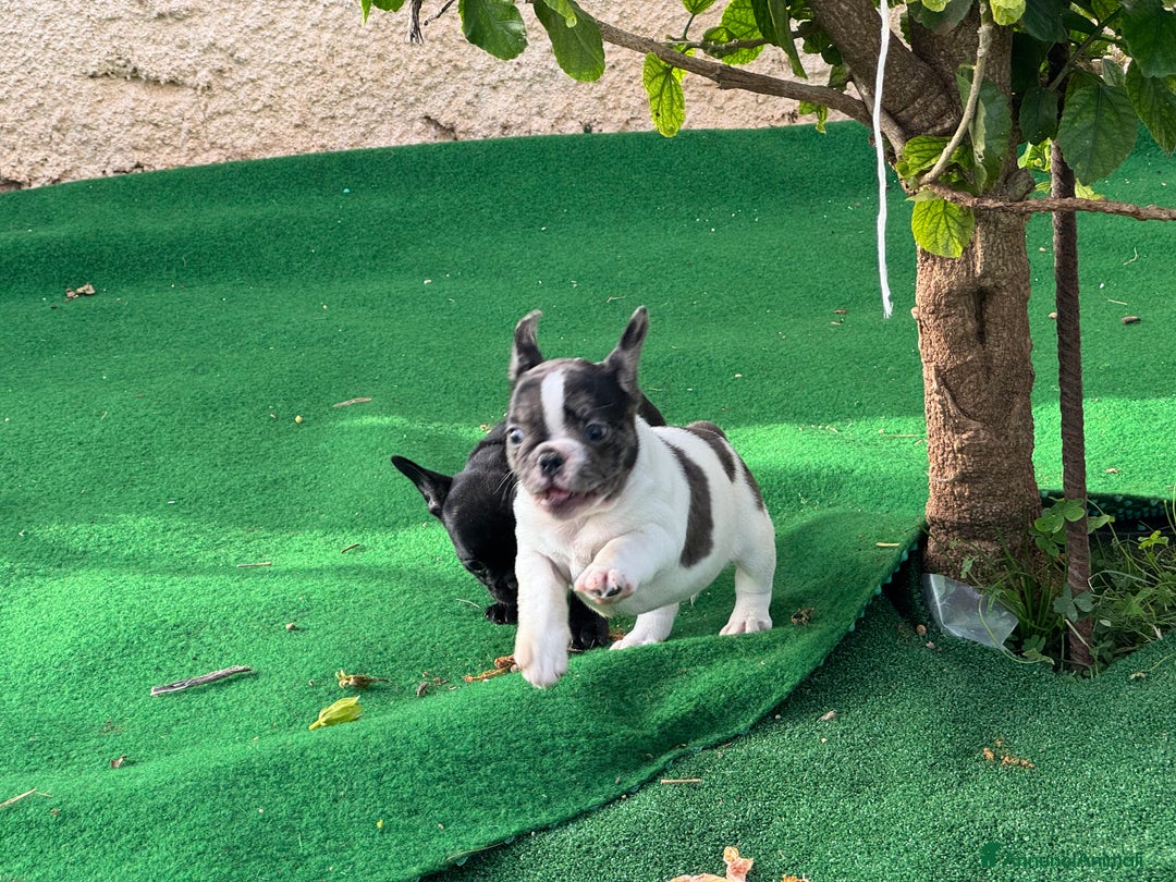 Bulldog Francese cani in vendita: Bulldog francese maschi esotici - Annuncio 5