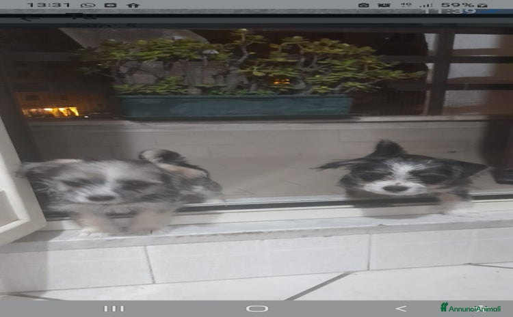 Meticcio cani - Annuncio 4