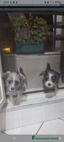 Meticcio cani - Annuncio 4