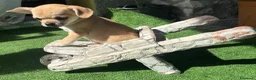 Chihuahua cani in vendita: Cuccioli chihuahua a Provincia di Cremona - Annuncio 3