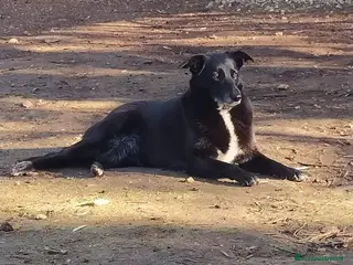 Meticcio cani Arya e Sansa sorelle buonissime - Annuncio 1