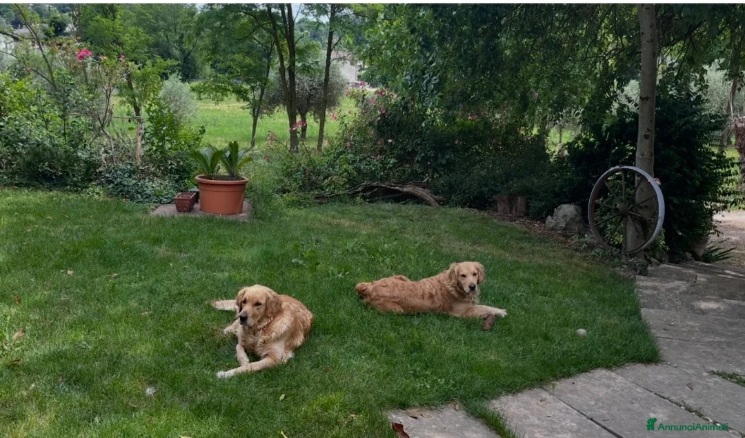 Golden Retriever cani in vendita: Golden Retriever  - Annuncio 7