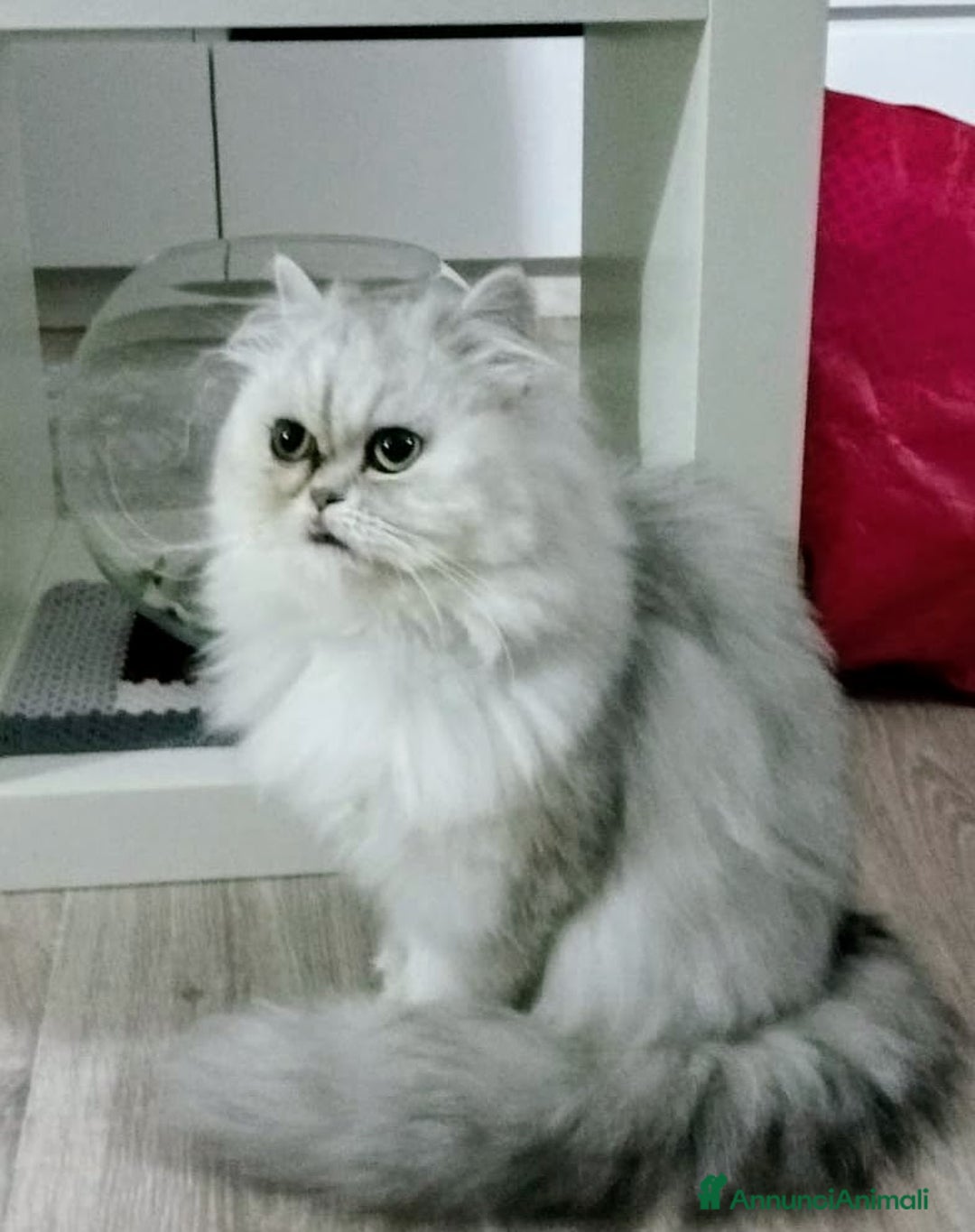 Persiano gatti in vendita: Gattini persiani Chinchilla e Himalayani  a Provincia di Ravenna - Immagine 28