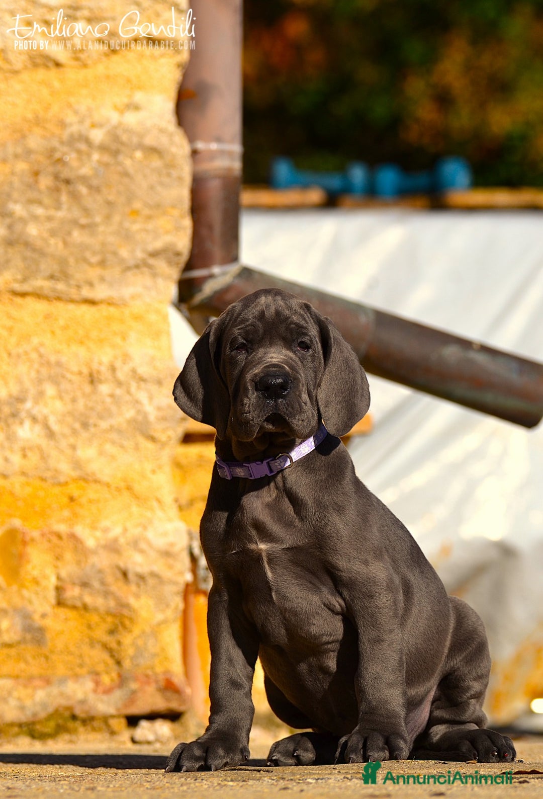 Alano cani in vendita: Alani cuccioli neri e blu - Annuncio 2