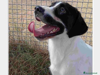 Beagle cani ANTONY cucciolotto simil beagle a Provincia di Latina - Annuncio 2
