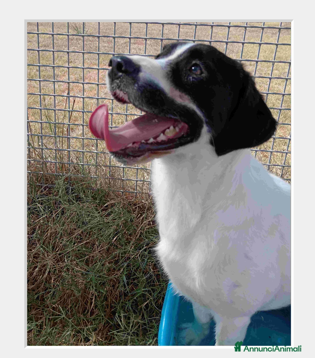 Beagle cani in regalo: ANTONY cucciolotto simil beagle a Provincia di Latina - Annuncio 1