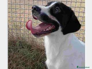 Beagle cani ANTONY cucciolotto simil beagle a Provincia di Latina - Annuncio 4
