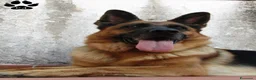 Pastore Tedesco cani in vendita: Cuccioli di pastore tedesco selezionati - Annuncio 2