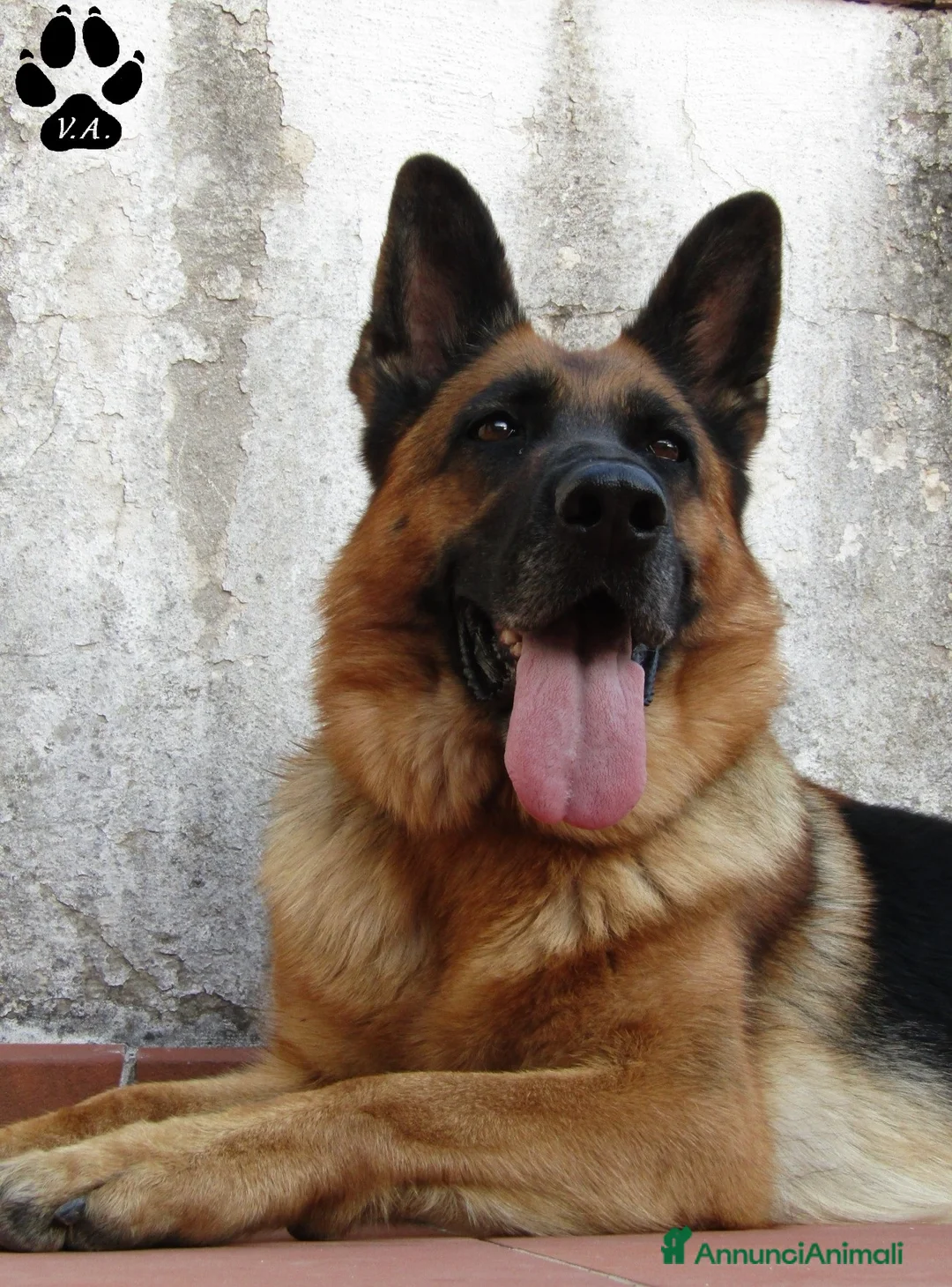 Pastore Tedesco cani in vendita: Cuccioli di pastore tedesco selezionati - Annuncio 2