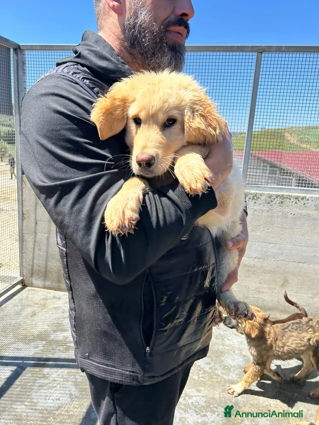 Meticcio cani in regalo: TOBIA, TERRY, TEDDY, TOMMY, THOMAS, TEA E TIMOTHY, - Annuncio 6