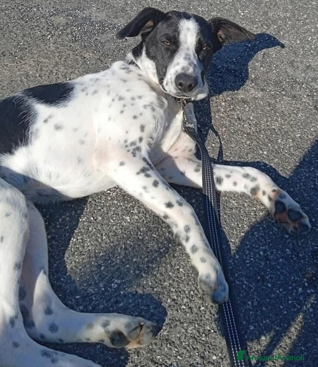 Meticcio cani in regalo: Incrocio con bracco (LEO) - Annuncio 1