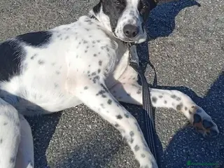 Meticcio cani Incrocio con bracco (LEO) - Annuncio 1