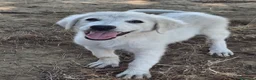 Meticcio cani in regalo: PROVOLA 🩷 L’ALLEGRIA ENTRA IN CASA 😍 a Provincia di Arezzo - Annuncio 4