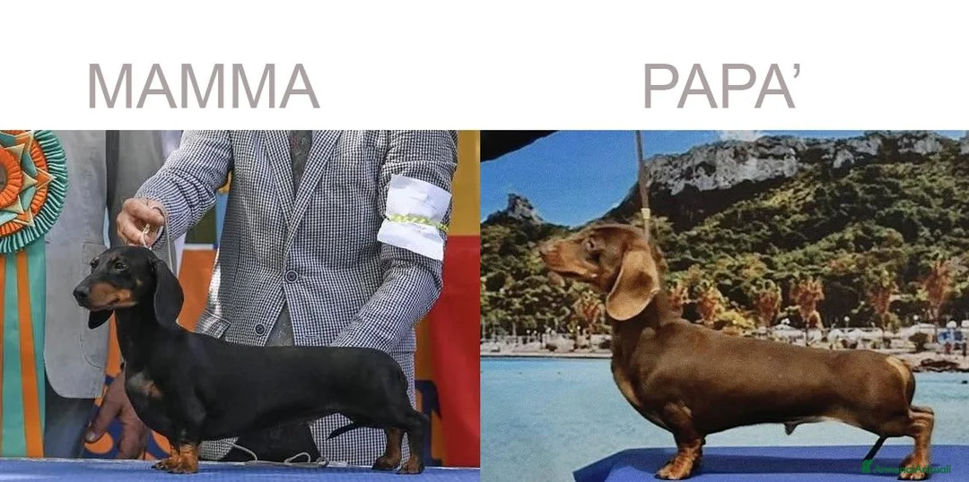 Bassotto Nano cani in vendita: Bassotto maschio color cioccolato nano - Annuncio 5