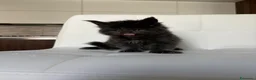 Maine Coon gatti in vendita: Maine Coon  a Provincia di Ascoli Piceno - Annuncio 4