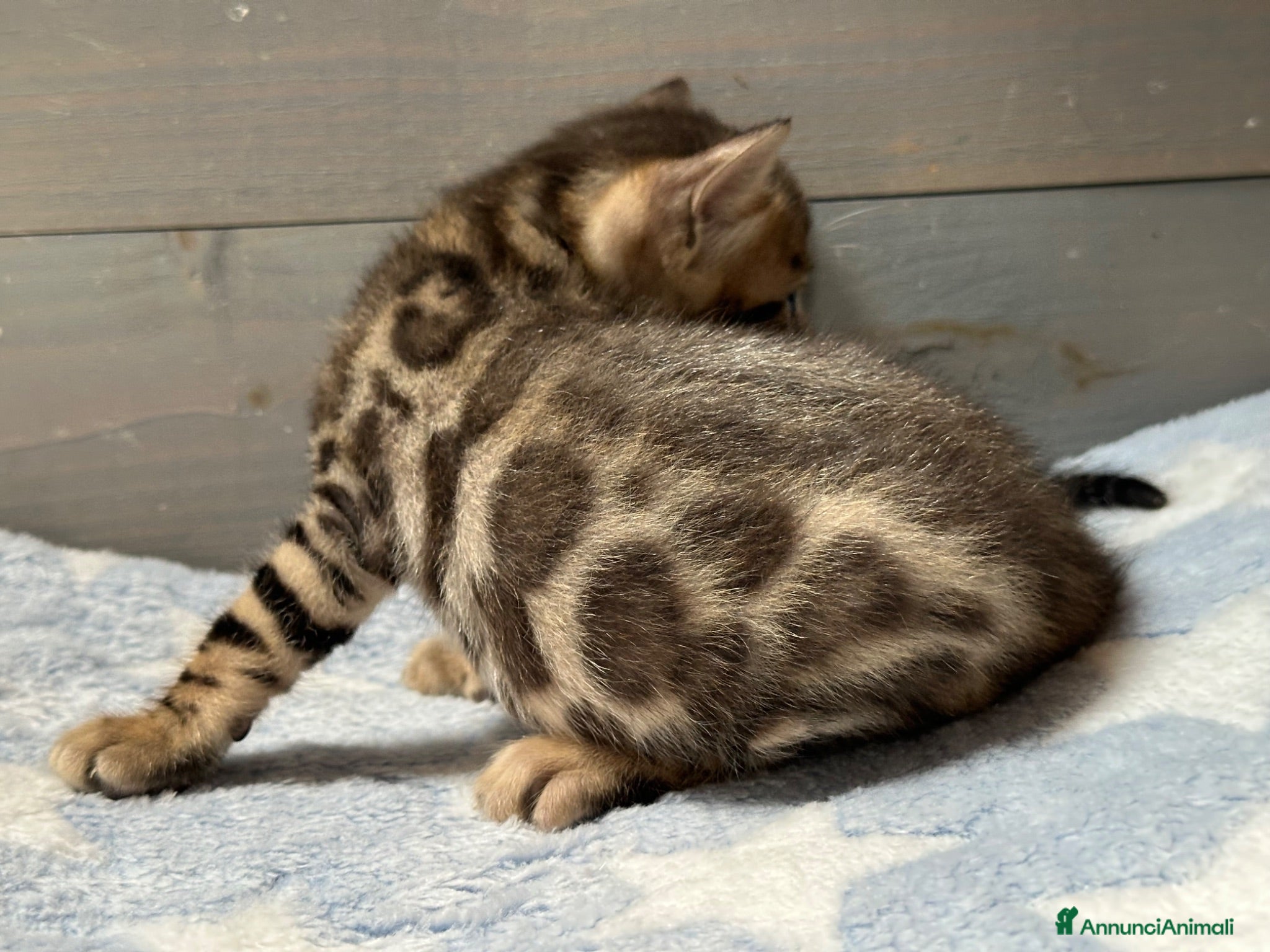 Bengala gatti Cuccioli di Bengala - Annuncio 2
