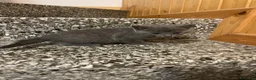 Meticcio gatti in vendita: Gattina grigia  - Annuncio 2