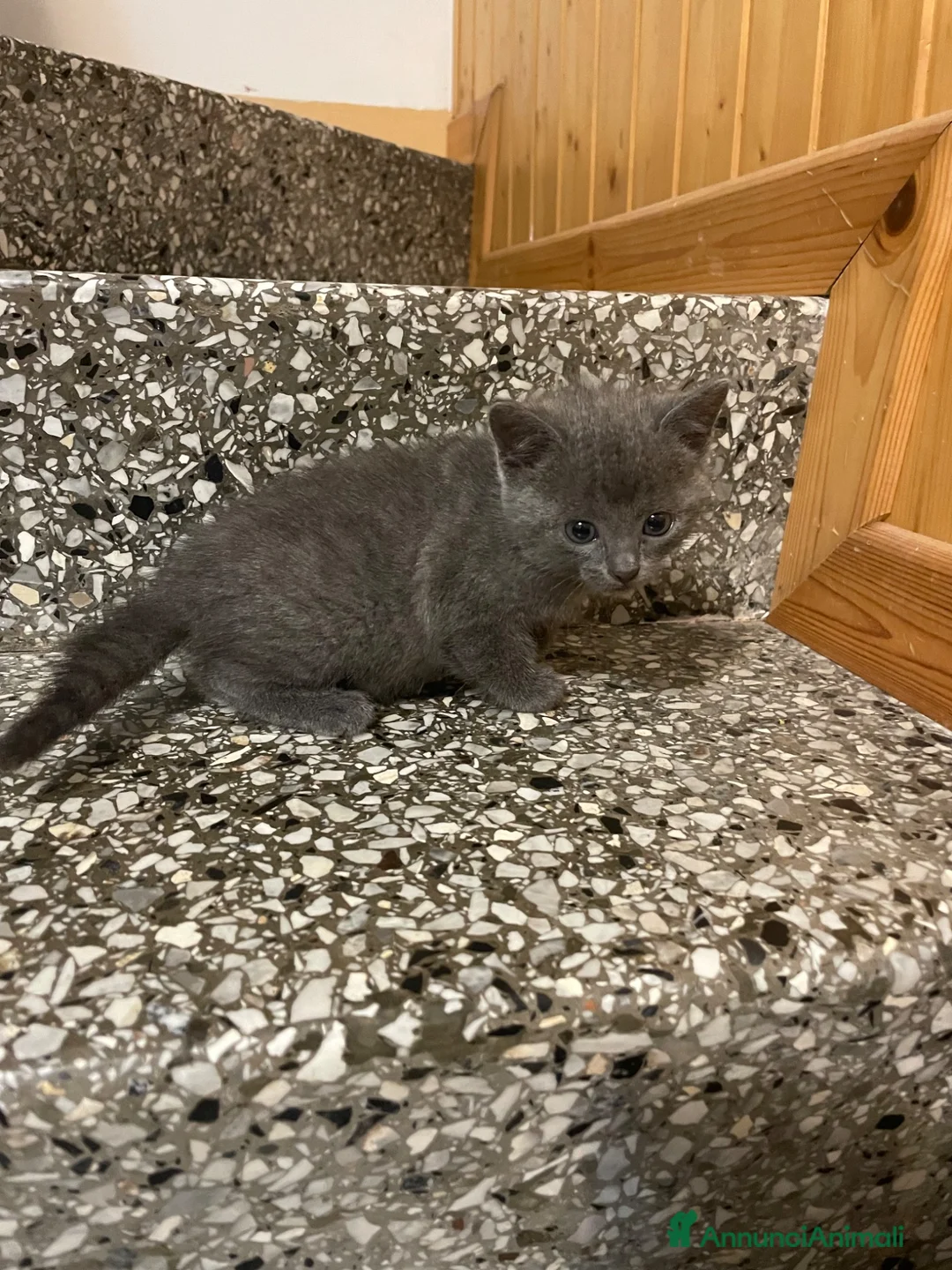 Meticcio gatti in vendita: Gattina grigia  - Annuncio 2