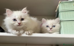 Persiano gatti in vendita: Gattini persiani normotipo  a Provincia di Reggio Emilia - Immagine 13