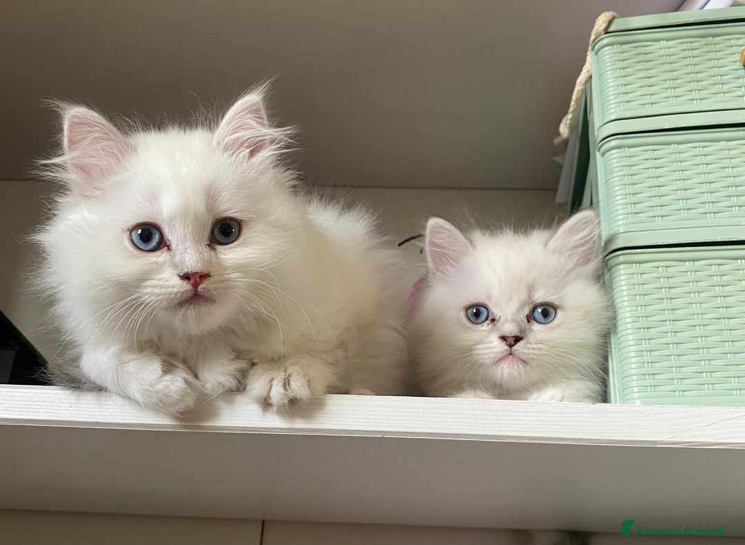 Persiano gatti in vendita: Gattini persiani normotipo  a Provincia di Reggio Emilia - Immagine 13