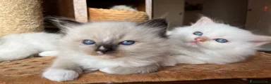 Ragdoll Gattino 4