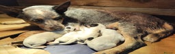Australian Cattledog cani in vendita: cuccioli di Australian cattledog - Annuncio 8