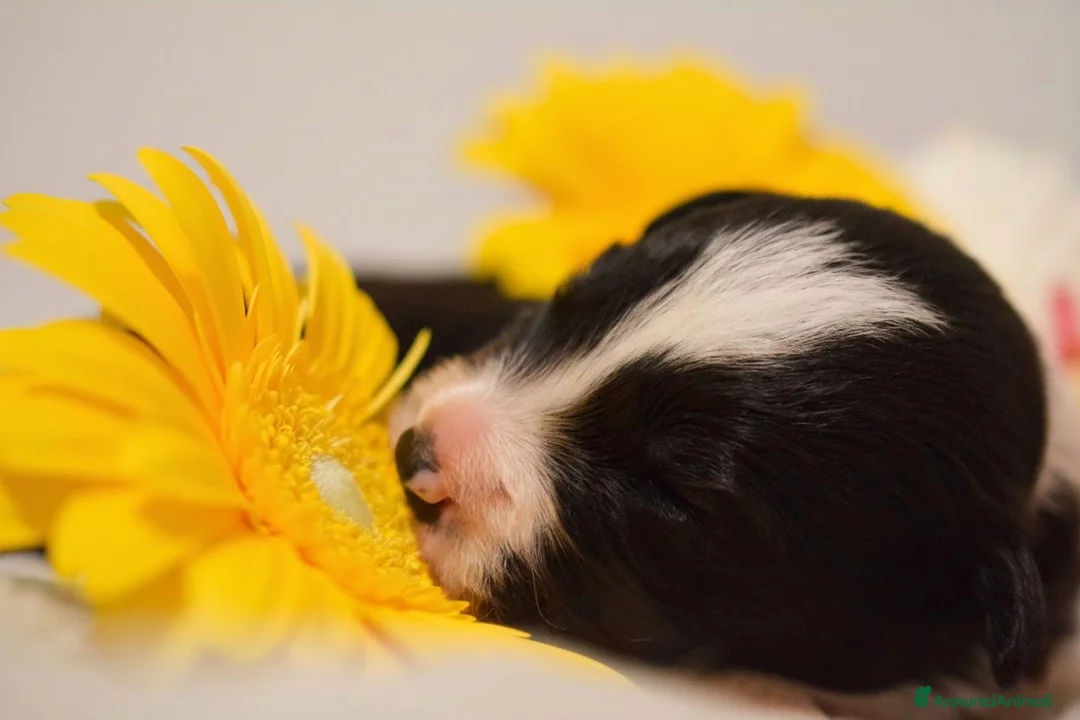 Border Collie cani in vendita: Cuccioli di Border Collie in Emilia Romagna  - Annuncio 1
