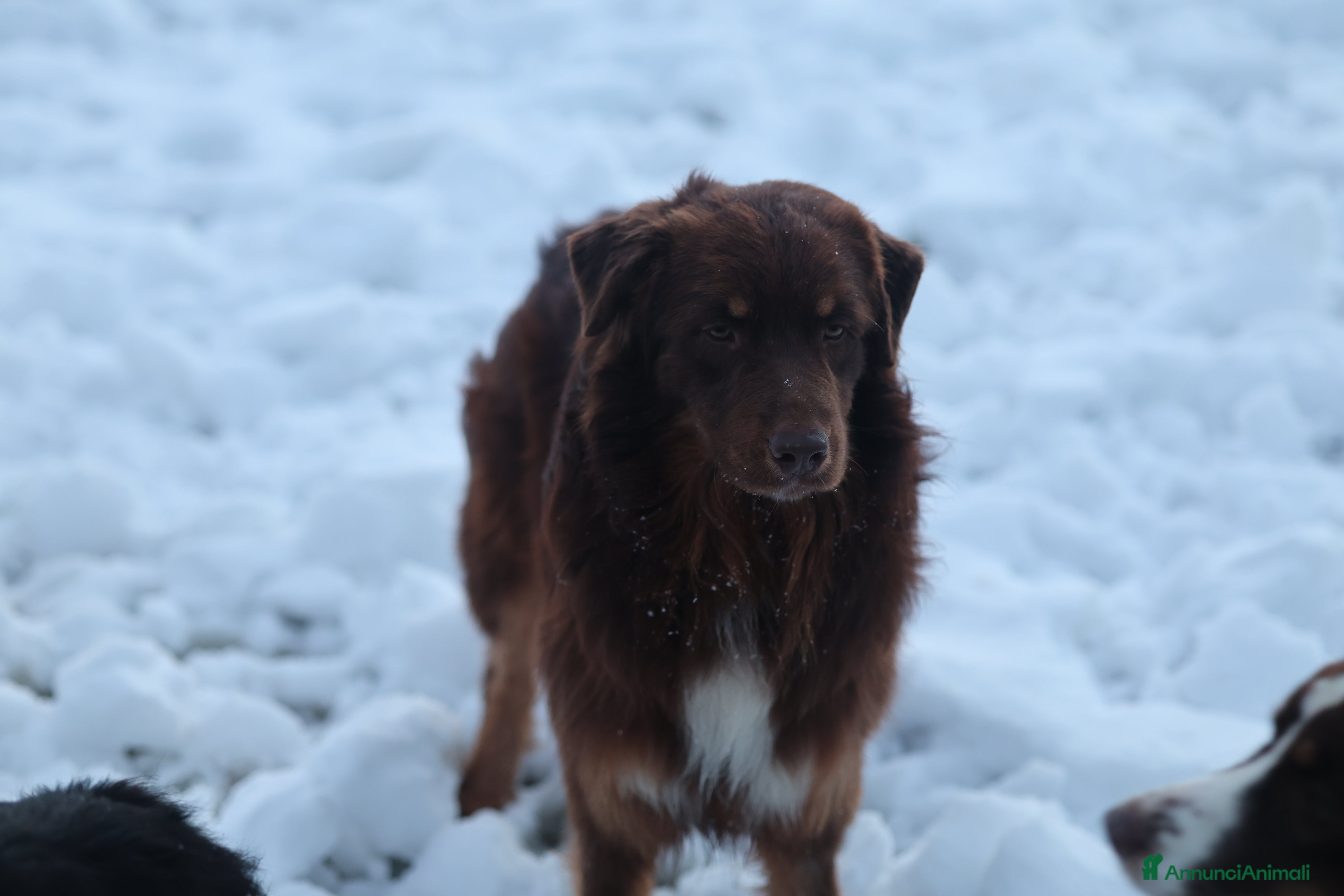 Australian Shepherd cani Maschio di pastore australiano  - Annuncio 2