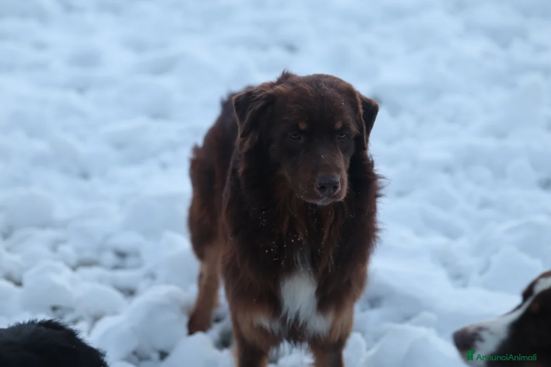 Australian Shepherd cani in vendita: Maschio di pastore australiano  - Annuncio 2