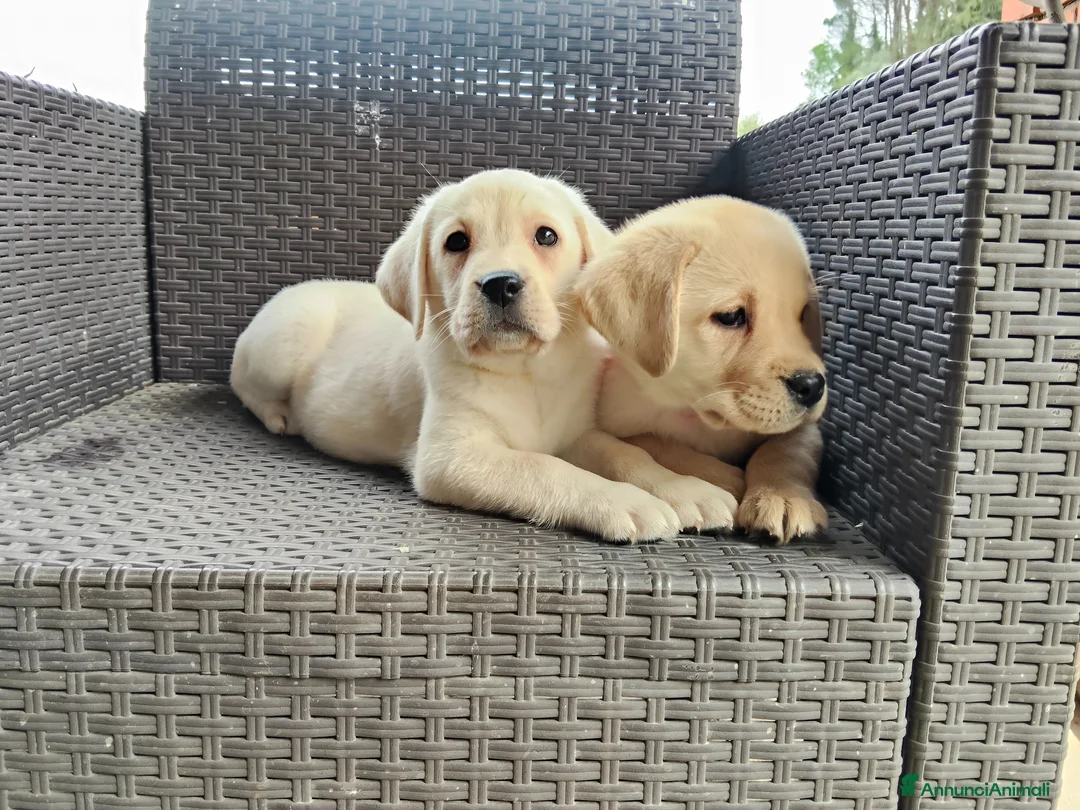Immagine della galleria {{count}}