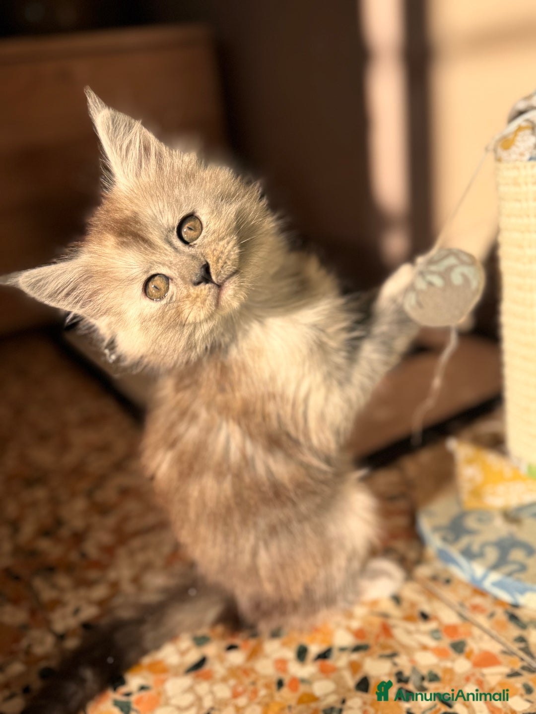 Maine Coon gatti in vendita: Cucciola di Maine Coon - Ped. AFSI - Annuncio 5