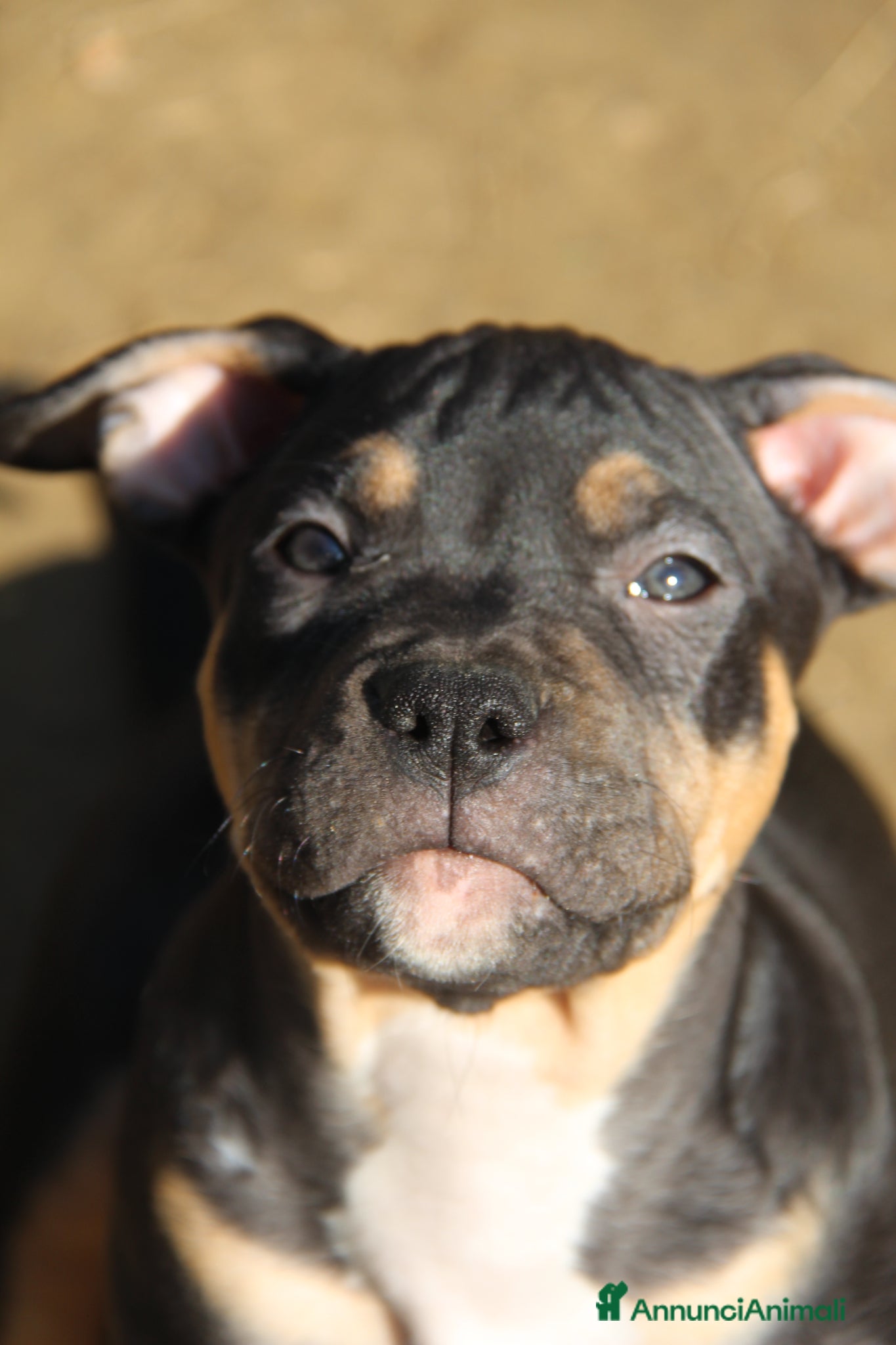 Pitbull cani American Pitbull Terrier - Annuncio 1