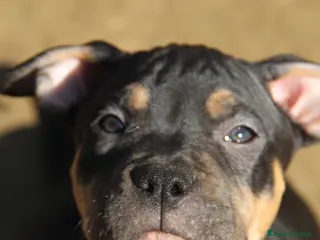 Pitbull cani American Pitbull Terrier - Annuncio 1