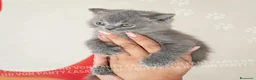 British gatti in vendita: Cuccioli British Shorthair con Pedigree - Annuncio 26