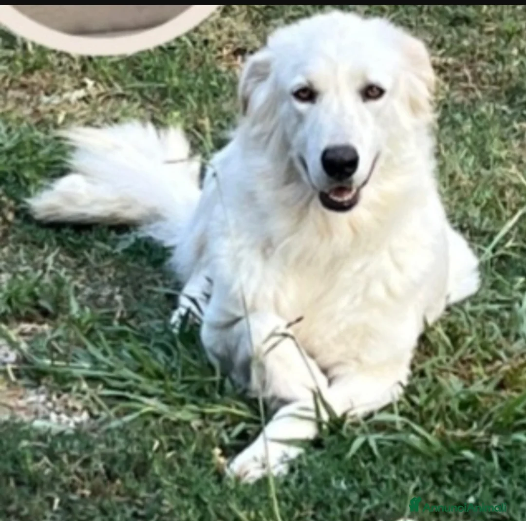 Meticcio cani in regalo: Mix Maremmana 2anni occhi ambra,in box da cucciola - Annuncio 3