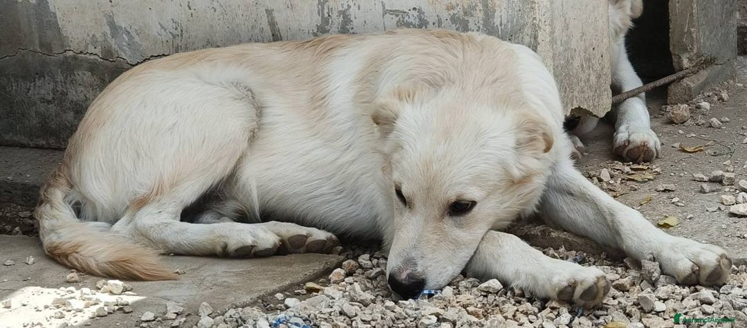 Meticcio cani in regalo: SIMPATICI E TENERI FRATELLINI - Annuncio 6