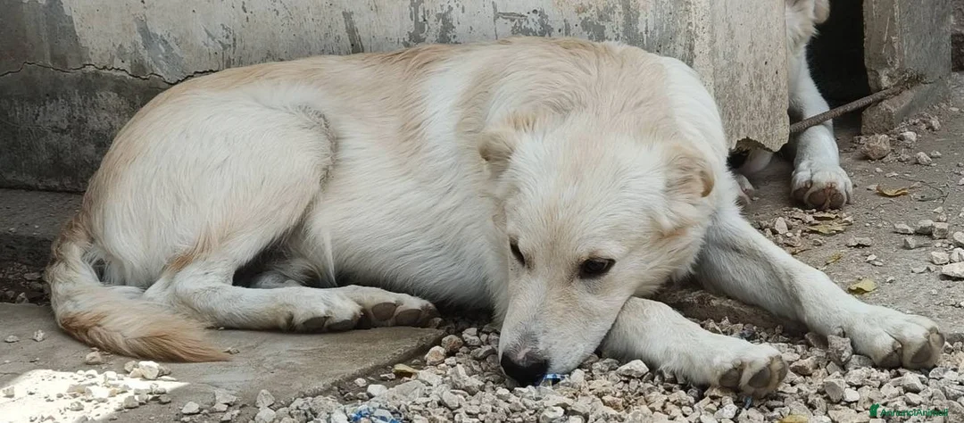 Meticcio cani in regalo: SIMPATICI E TENERI FRATELLINI - Annuncio 6